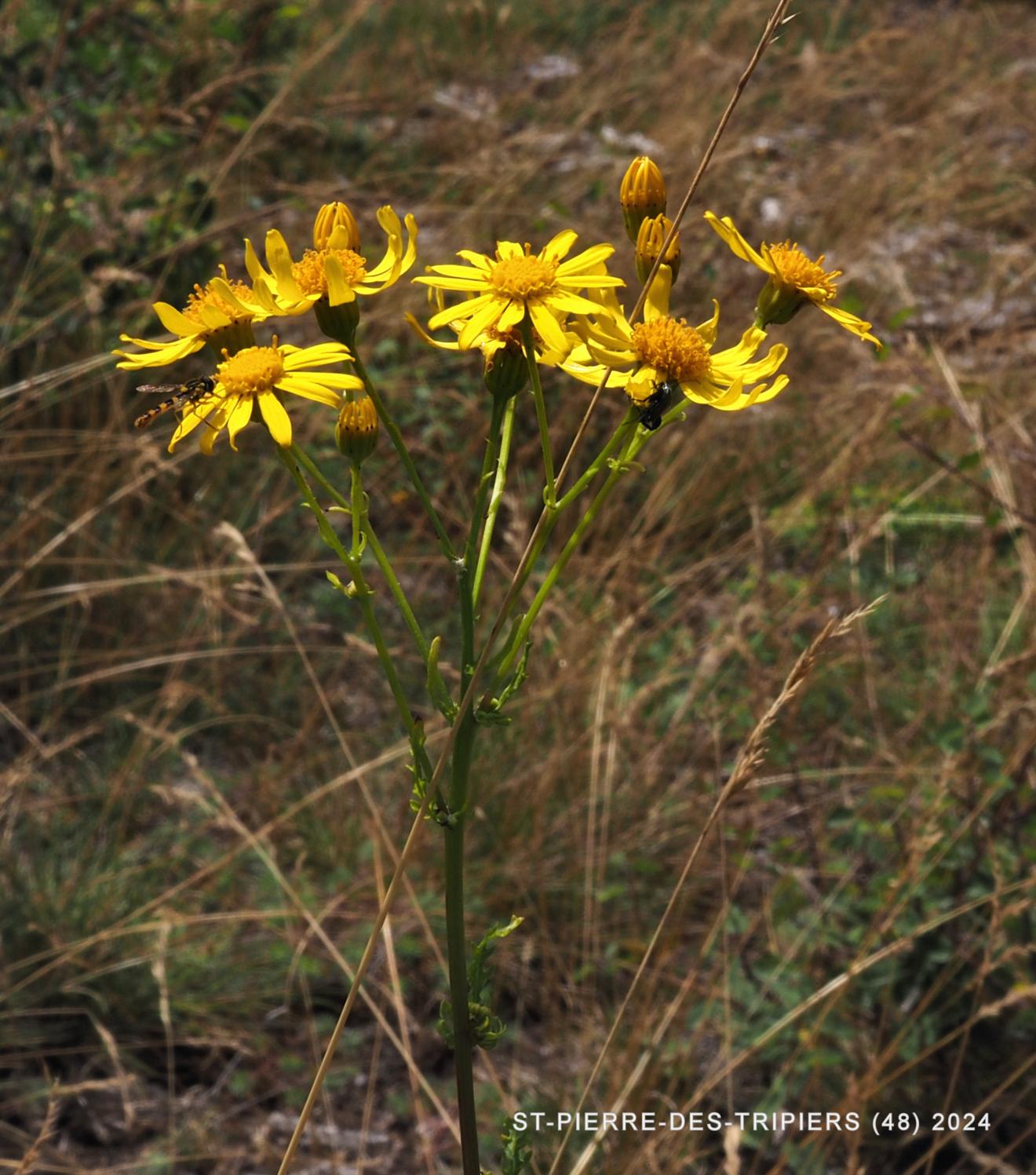 Ragwort